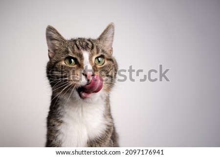 tabby white cat with mouth open licking lips looking hungry on white background Royalty-Free Stock Photo #2097176941