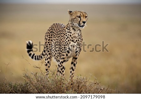 A beautiful shot of a cheetah running on a field in Tanzania