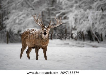 Portrait of a noble deer during the roar. In this period the male tries to conquer the harem of females. Royalty-Free Stock Photo #2097183379