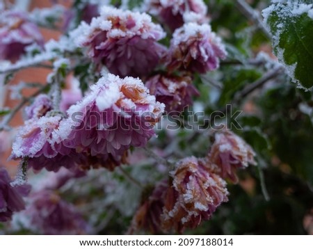 frozen flowers in the flower garden