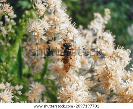bee insect sits on flowers