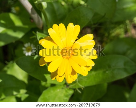 Field marigold (Calendula arvensis) is a species of flowering plant in the daisy family.