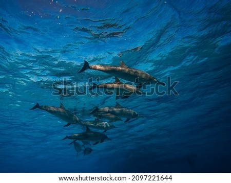 freediving with free dolphins from sataya bay egypt Royalty-Free Stock Photo #2097221644