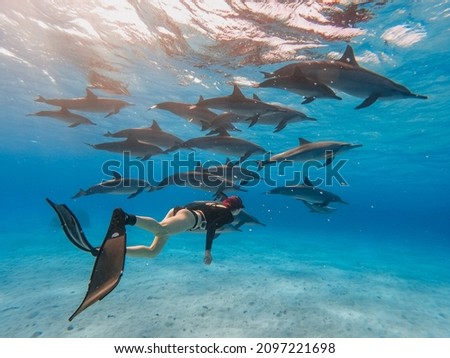 freediving with free dolphins from sataya bay egypt Royalty-Free Stock Photo #2097221698