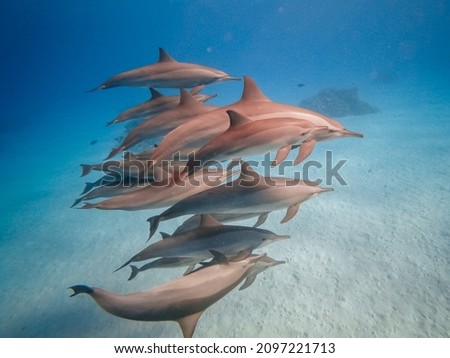 freediving with free dolphins from sataya bay egypt Royalty-Free Stock Photo #2097221713
