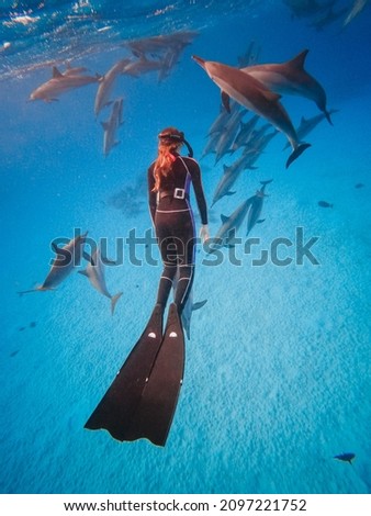 freediving with free dolphins from sataya bay egypt Royalty-Free Stock Photo #2097221752