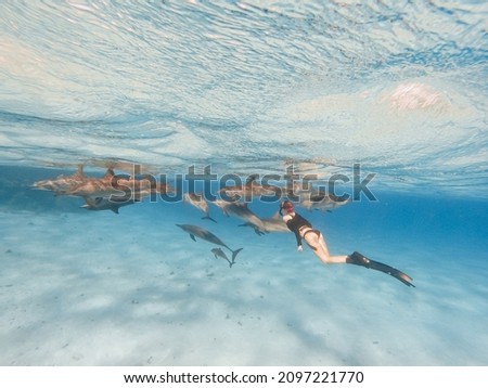 freediving with free dolphins from sataya bay egypt Royalty-Free Stock Photo #2097221770