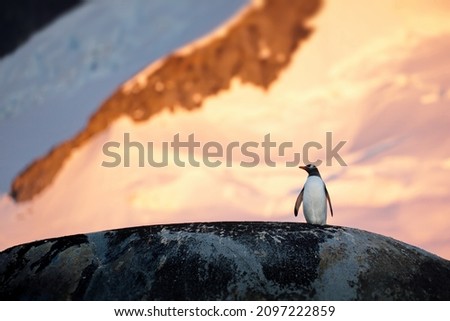 A closeup of a gentoo penguin on the rock under the sunlight in Antarctica with a blurry background