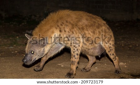 A pregnant spotted wild hyena searching for food to scavenge near the city borders of Harar in Ethiopia