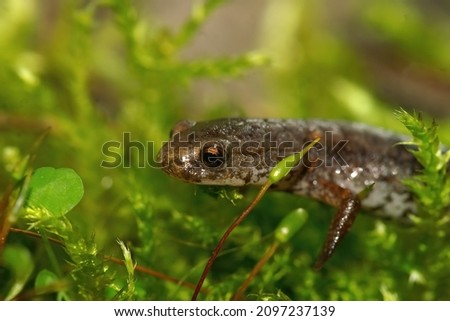 Facial closeup on the North American Foer - toed salamander, Hemidactylium scutatum, hiding in green moss