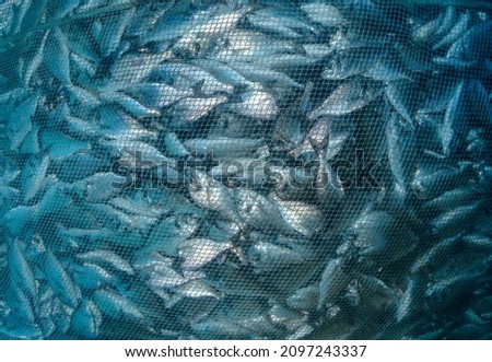 Fish farming,aquaculture nets. Fishing industry Royalty-Free Stock Photo #2097243337