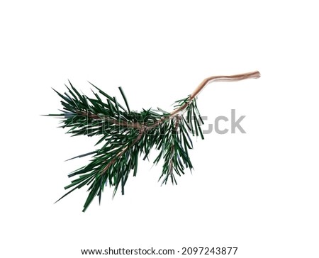 3d render, green Christmas tree, evergreen spruce twigs, seasonal natural clip art isolated on white background