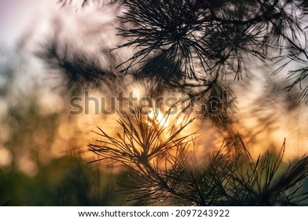 branches of a coniferous plant in the sun's rays fragment, blurred image