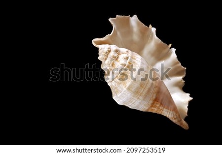 Large shell of Conch kind (seashell) on the deep black background. Text space. Top view.