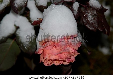 A picture of snow and a flower.