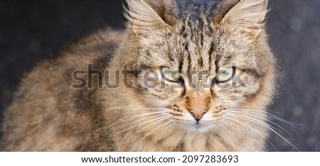 Portrait of stray cat in a street looking towards the photographer. Image for background, internet sites. horizontal banner