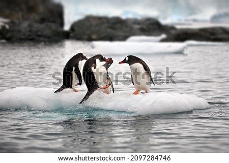 A view of Gentoo penguins standing on a piece of ice on a water day in Antarctica