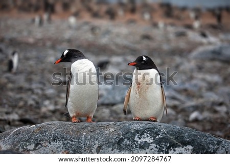 A closeup of Gentoo penguins on a rock in Antarctica with a blurry background