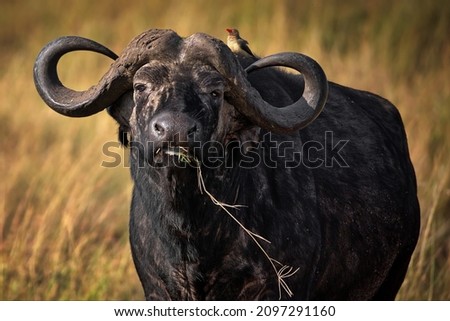 An African buffalo in a field in Masai Mara, Kenya during daylight Royalty-Free Stock Photo #2097291160