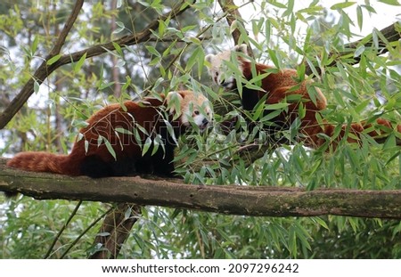 Photo of two red panda eating in the trees