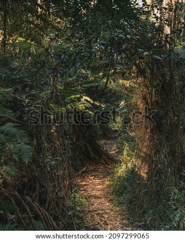 A vertical shot of a trail through a hidden green forest