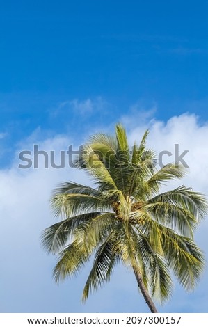 Ripe Coconuts on a Coconut Palm.  Book cover photo with room for title and message.