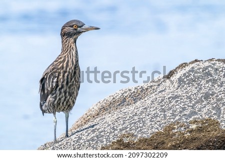 Juvenile Black-crowned Night-heron is standing on a rock Royalty-Free Stock Photo #2097302209