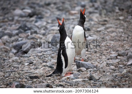 A closeup of two gentoo penguins making noise on rocks in Antarctica with a blurry background