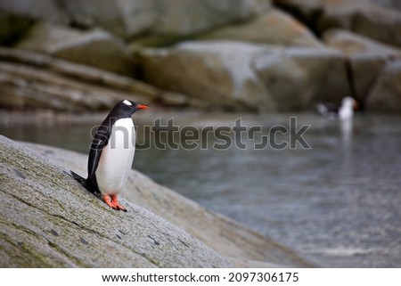 A shallow focus of a Gentoo penguin standing on a sliding rocky ground by the water in Antarctica