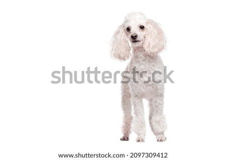 Full length picture of a standing poodle dog isolated on white