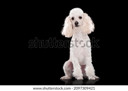 Sitting white poodle full length picture at the black background