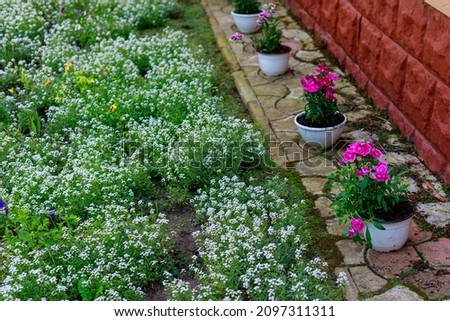 A very beautiful flower bed in the urban environment of the city. Flowers and greenery in landscape design. Background with copy space for text or inscriptions.