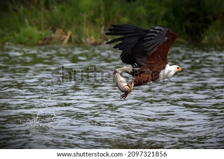 An eagle flying with fish prey in its claws over a pond in Uganda
