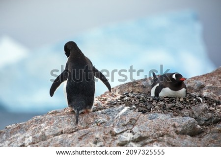 A view of two Gentoo penguins standing on a high rock against a cloudy sky in Antarctica