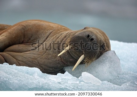 A big Walrus lying in the snowy habitat in Svalbard on a cold winter day