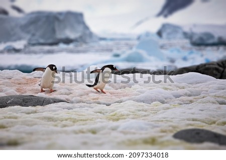 A shallow focus shot of two Gentoo penguins walking on snow with icebergs and ocean in the background