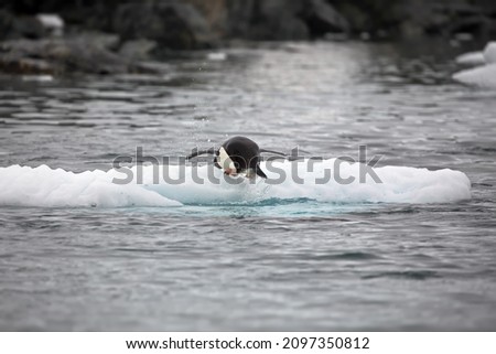 A closeup of a gentoo penguin diving into the ocean in Antarctica with a blurry background