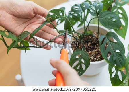 Woman propagating Adanson's monstera plant from leaf cutting in water. Water propagation for indoor plants. Royalty-Free Stock Photo #2097353221