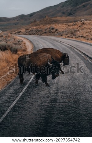 Bison crossing road Antelope Island Royalty-Free Stock Photo #2097354742