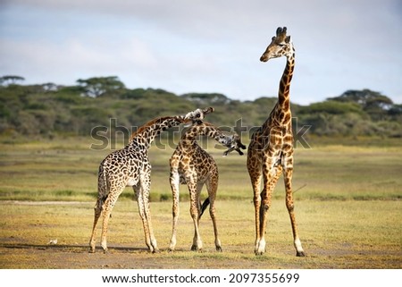 A group of giraffes on a field in Tanzania