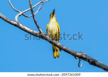 The Juvenile bird of Black-naped oriole (Oriolus chinensis). It is a passerine bird in the oriole family that is found in many parts of Asia.