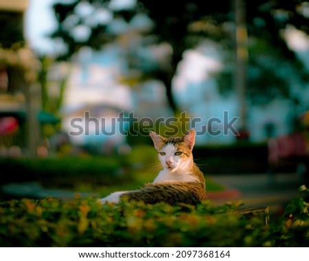 A cat enjoying a morning sunrise in the park