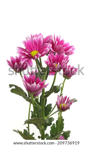 Chrysanthemum flower isolated on white background Stock Photo
