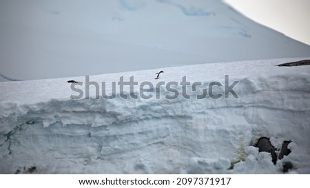 A landscape of hills covered in the snow with penguins walking on it in Antarctica