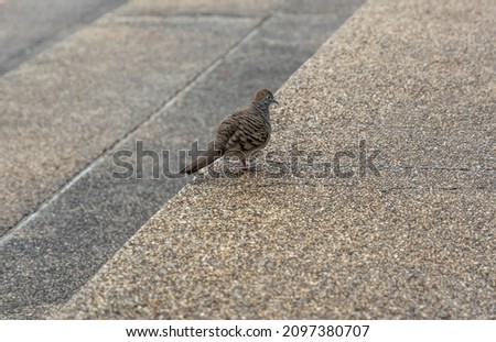 A zebra dove or Geopelia striata or barred ground dove, or barred dove, is standing alone on the stone floor. Picture with copy space. Concept of animal, wildlife, dove, zoology.