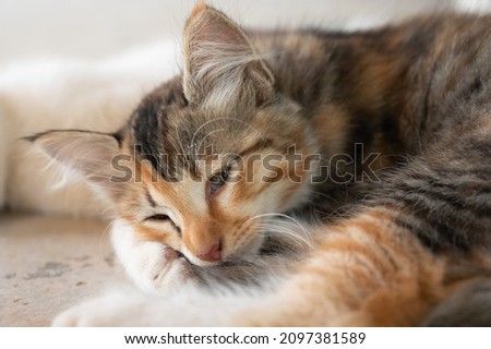 Portrait of a tricolor kitten lying on the floor. Feline depression. Sad cat. Bored cat. Royalty-Free Stock Photo #2097381589
