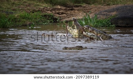 A group of alligators swimming in a river in Masai Mara, Kenya