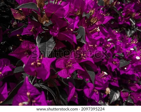 photo of beautiful bougainvillea flowers
