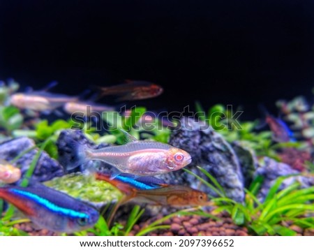 Albino Tetra neon fish in the aquarium