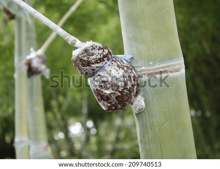 Bamboo graft method 